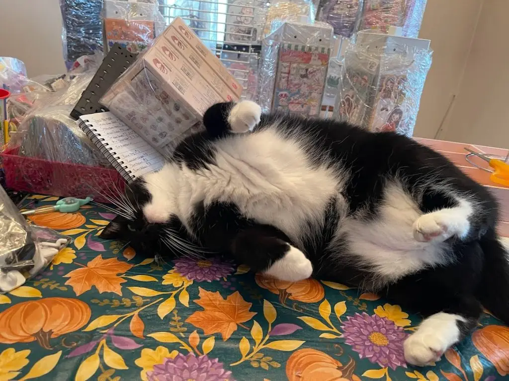 photo of Ziti the Tuxedo Cat showing his belly and shoving stationery out of the way.