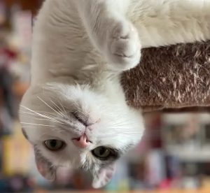 Rigatoni the cat hanging with his head upside down off a cat tree